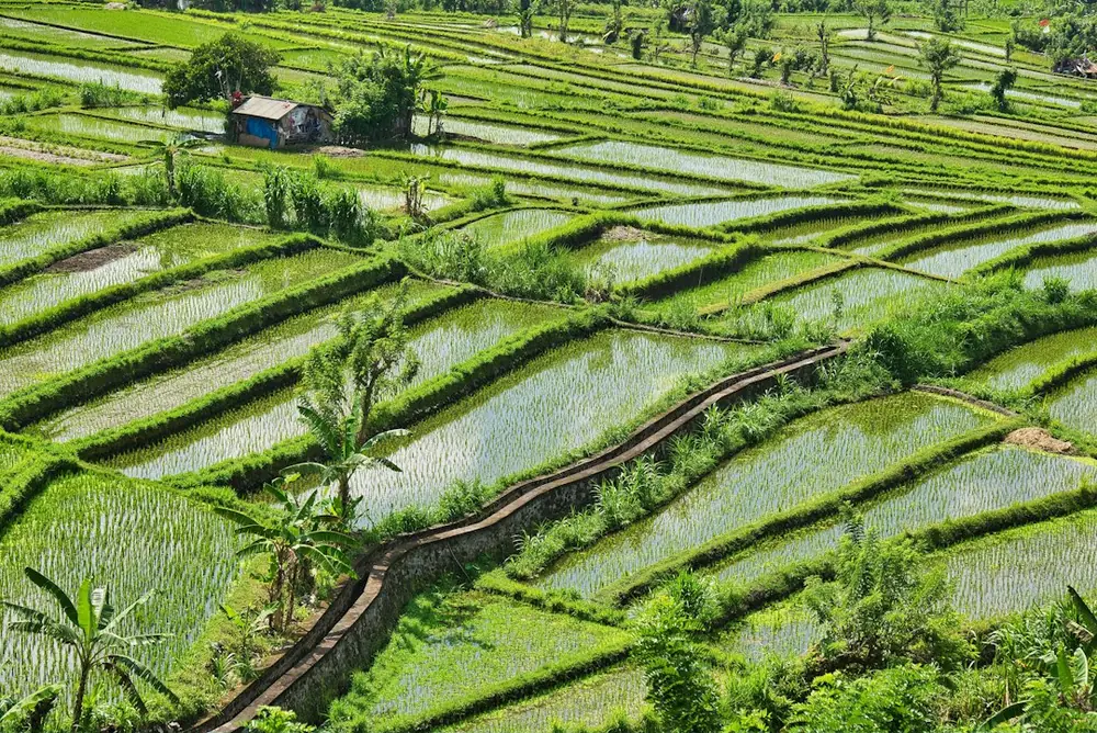 Ricefield Run & Walk