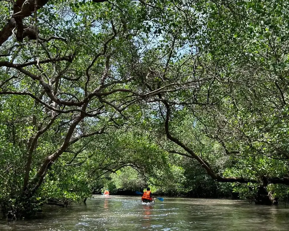 Mangrove Conservation with Potato Head