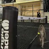 Padel Sesh